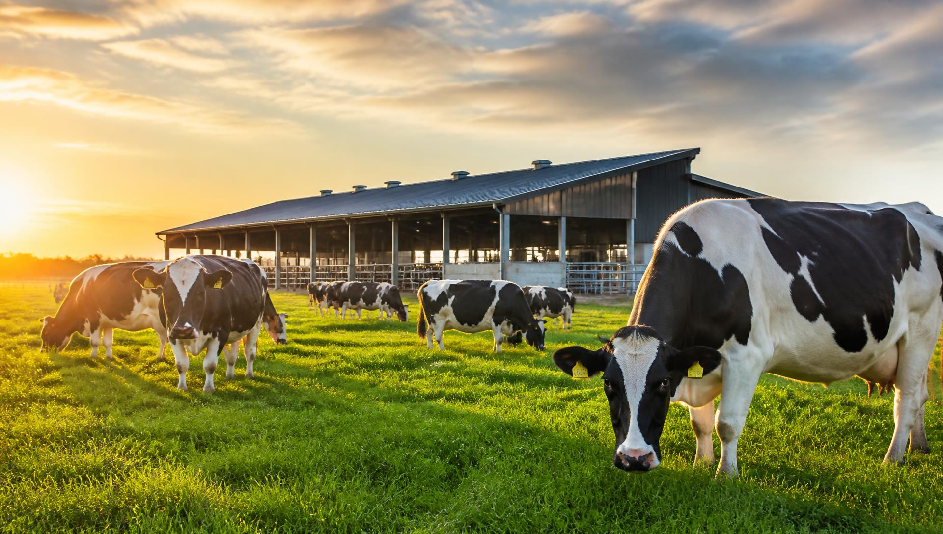 Modern süt çiftliğinde merada otlayan holstein inekler